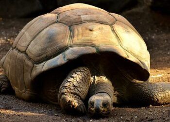 Quel est l'animal qui vit le plus longtemps au monde ?