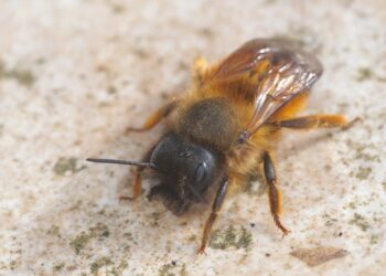 Quel est l'animal solitaire ?