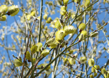 Quel est l'arbre qui fait des chatons ?