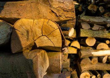 Quel est le bois qui brûle le mieux ?