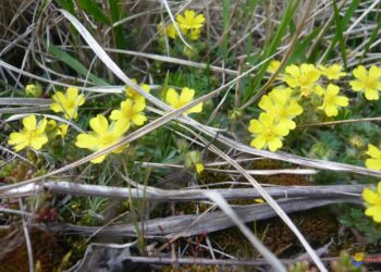 Quel est le but d'une fleur ?