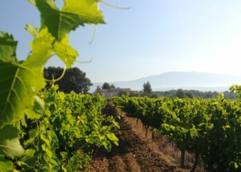 Quel est le cépage du Côtes-du-rhône ?