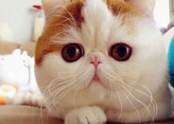 Quel est le chat le plus beau au monde ?