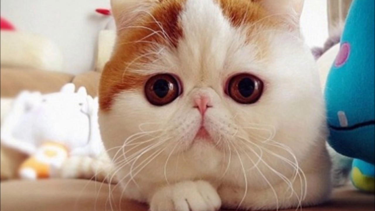 Quel Est Le Chat Le Plus Beau Au Monde Quel Est Le Chat Le Plus Beau Au Monde