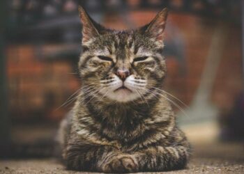 Quel est le chat le plus bizarre au monde ?