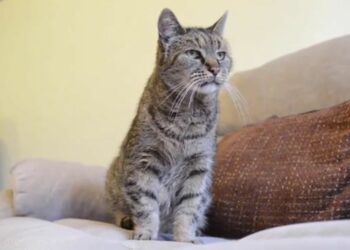 Quel est le chat le plus docile ?