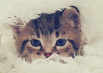 Quel est le chat le plus gentil ?