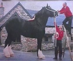 Quel est le cheval de trait le plus lourd ?