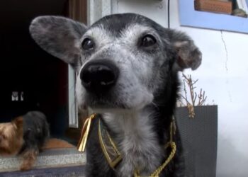 Quel est le chien du diable ?