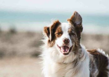 Quel est le chien le plus facile à vivre ?