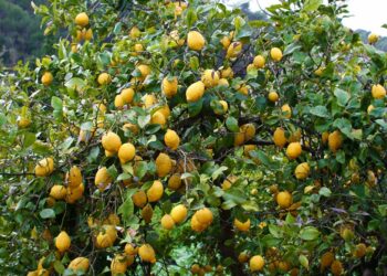 Quel est le citronnier le plus rustique ?