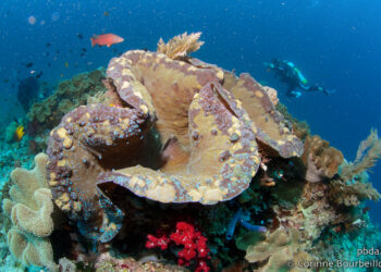 Quel est le coquillage le plus rare au monde ?