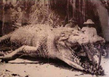 Quel est le féminin de crocodile ?