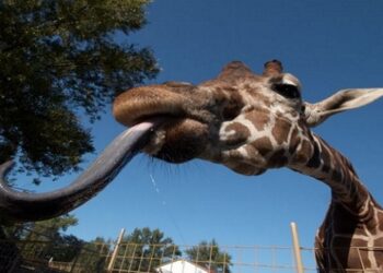 Quel est le féminin de girafe ?