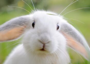 Quel est le féminin de lapin ?