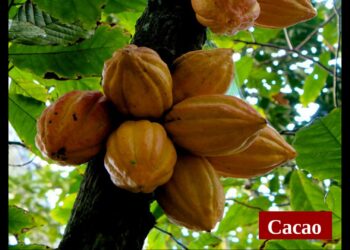 Quel est le fruit de l'acajou ?