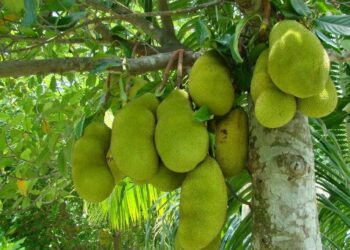 Quel est le fruit préféré du monde ?