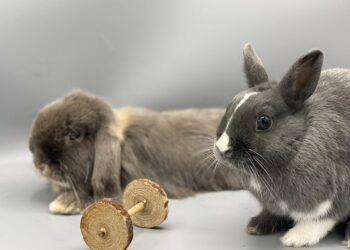 Quel est le lapin le plus gentil ?