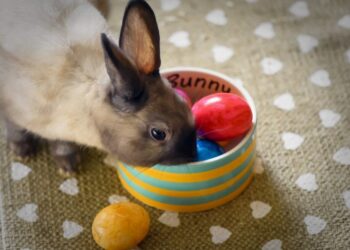 Quel est le lapin nain le plus affectueux ?