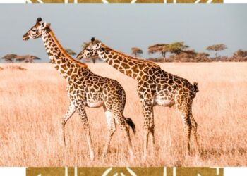 Quel est le mâle de la girafe ?