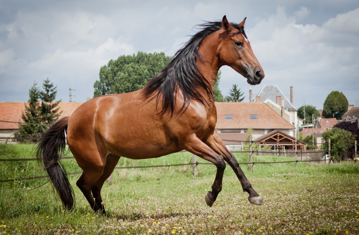Quel est le mâle de la jument