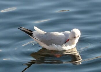 Quel est le mari de la mouette ?