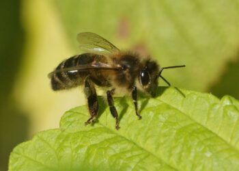 Quel est le mari de l'abeille ?