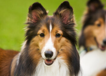 Quel est le meilleur chien de berger ?