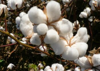 Quel est le meilleur coton ?