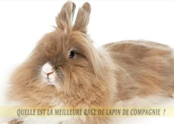Quel est le meilleur lapin de compagnie ?