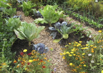 Quel est le meilleur paillis ?