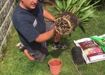 Quel est le meilleur palmier ?
