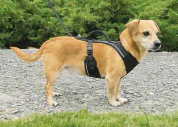 Quel est le meilleur petit chien de compagnie ?