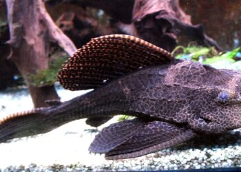 Quel est le meilleur poisson nettoyeur ?