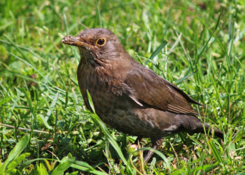 Quel est le nom de la femelle de l'oiseau ?