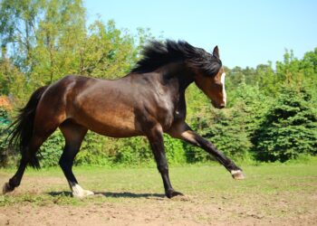 Quel est le nom de la femelle du cheval ?