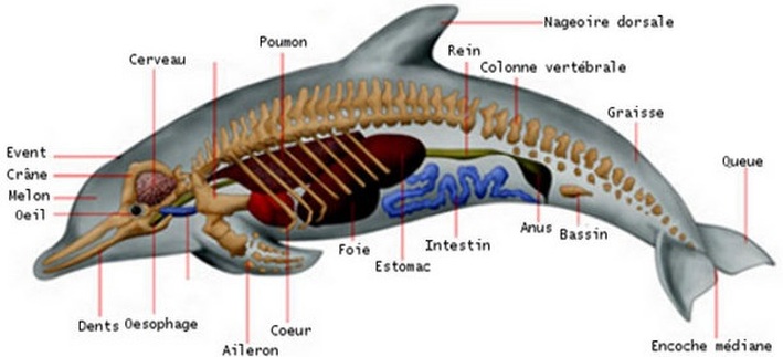 Quel Est Le Nom De La Femelle Du Dauphin