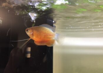 Quel est le nom de la femelle du poisson ?