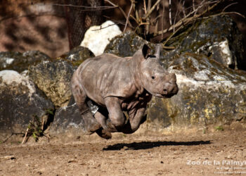 Quel est le nom de la femelle du rhinocéros ?