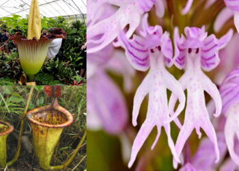 Quel est le nom de la plus belle fleur du monde ?