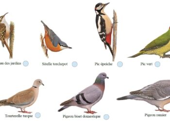 Quel est le nom des oiseaux de mer ?