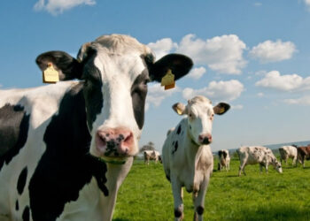 Quel est le nom des vaches noires et blanches ?