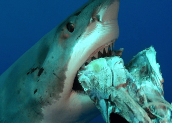 Quel est le nom du bébé requin ?