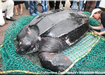 Quel est le nom du bébé tortue ?