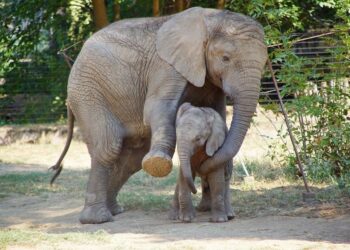 Quel est le nom du bruit de l'éléphant ?