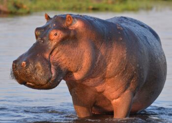 Quel est le nom du petit de l'hippopotame ?