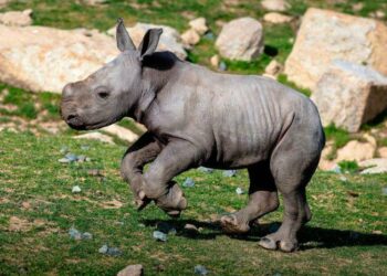 Quel est le nom du petit du rhinocéros ?