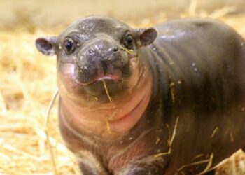 Quel est le nom d'un bébé hippopotame ?
