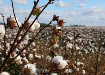 Quel est le pays d'origine du coton ?