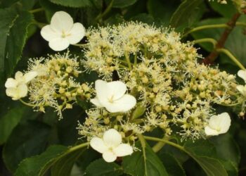 Quel est le plus bel Hydrangea ?